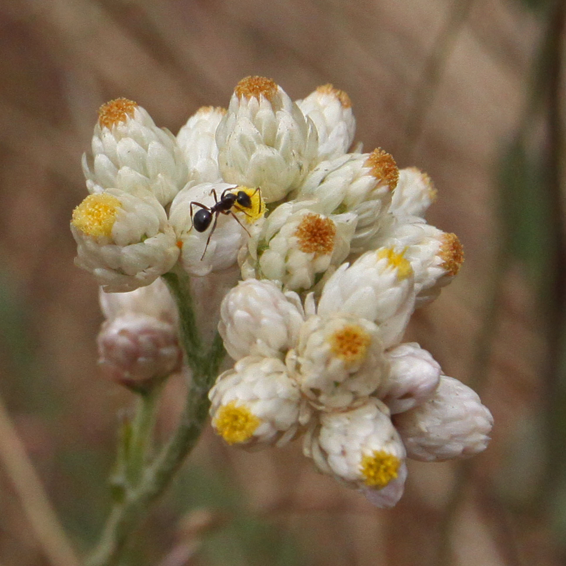 40 Most Common Wildflowers at the Reserve Point Lobos Foundation